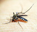 mosquito-49141_1280