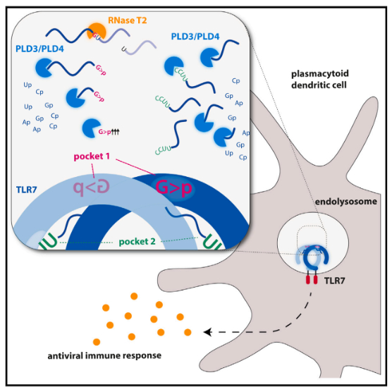 graphical abstract paper VH immunity