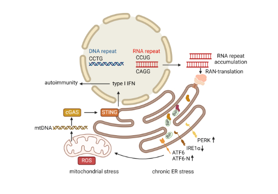 Graphical abstract Roesing-556px