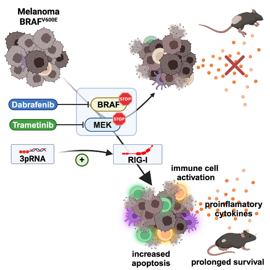 graphical abstract_Hartmann