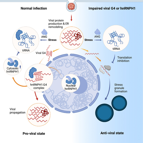 graphical abstract_peaschke